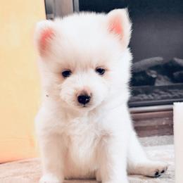 Orion - White male Pomsky puppy in Lincoln, Nebraska from Blue Heaven Pomsky