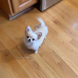 Brisket - Cream and white male Chihuahua puppy in Michigan from Fanciful Thrills Kennel