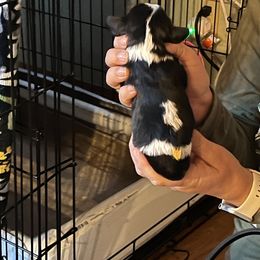 Cavalier King Charles Spaniel Puppies from Foster Cavaliers