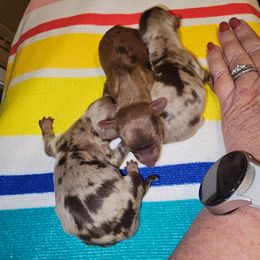 Hershey - Chocolate female Dachshund puppy in Strong, Arkansas from Dachshunds R Us