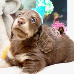 Piglet - Chocolate and cream male Dachshund puppy in Big Rapids, Michigan from 30 Acre Woods Dachshunds