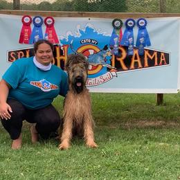 Briard and Pointer All Grown Up from Honey Bee Hill