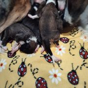 Borzoi and Samoyed Puppies from Kalabria
