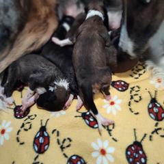 Borzoi and Samoyed Puppies from Kalabria