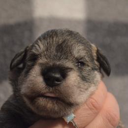 Astro - Salt and pepper male Miniature Schnauzer puppy in Dozier, Alabama from The Bearded Lady Miniature Schnauzers