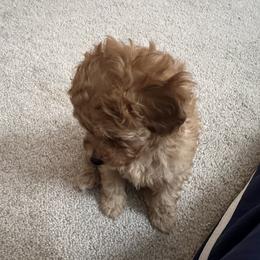 Poodle Puppies from ItalianToyPoodles