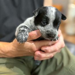 Violet - Blue speckled female Australian Cattle Dog puppy in Monterey, Tennessee from Quarter Acre Farms