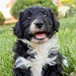 Batman - Black and white male Aussiedoodle puppy in Bedford, Virginia from Brandt Farms Aussiedoodles