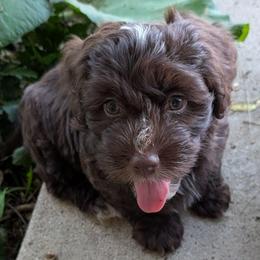 Chocolate Mousse - Chocolate male Havanese puppy in Marysville, Ohio from Sweet Confections Havanese
