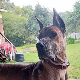 Great Dane Puppies from F&B Kennels