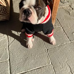 Boston Terrier Puppies from Big Sky Bostons