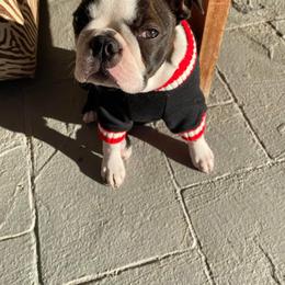 Boston Terrier Puppies from Big Sky Bostons