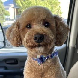 Koda - Poodle