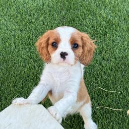Cavalier King Charles Spaniel and Great Pyrenees Puppies from Windy Pines Ranch