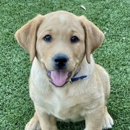 Dilute Retrievers and Labrador Retrievers from Golder Ranch Labradors