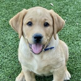 Dilute Retrievers and Labrador Retrievers from Golder Ranch Labradors