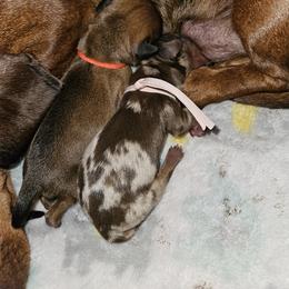 Dachshund Puppies from Opal's Gemstone Doxies