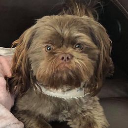 Roman - Shih Tzu
