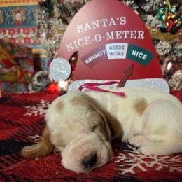 Truvy 2700.00 - Red and white female Basset Hound puppy in Denison, Texas from Emma Lou's Baby Bassets