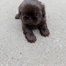 Dolly - Chocolate female Shih Tzu puppy in Metropolis, Illinois from Super City Kennels
