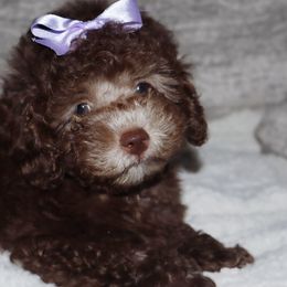 Poodle Puppies from Pawsh Petites