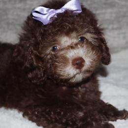 Poodle Puppies from Pawsh Petites