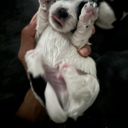 Shih Tzu Puppies from Sherrie’s Pups