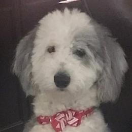 Sheepadoodles from Sadies Sheepadoodles