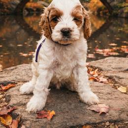 Purple collar - Red and white female Cockapoo puppy in Wesson, Mississippi from Southern Country Doodles