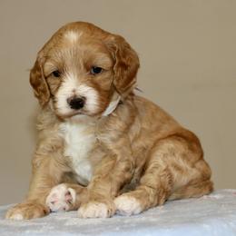 Purple - Red female Australian Labradoodle puppy in Milton, North Carolina from Good Day Doodles