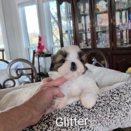 Glitter - Red and white female Shih Tzu puppy in Pleasant Hill, Missouri from Misty Dajavue Shih-Tzu