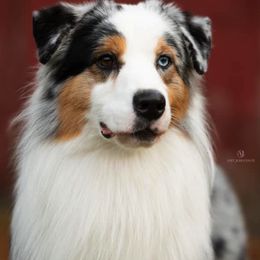 Australian Shepherds from Blue Rock Australian Shepherds