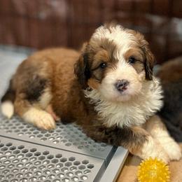 Treasure - Sable male Bernedoodle puppy in Kansas City, Missouri from Beary GoldenDoodles