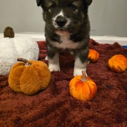 Boy 2 - Agouti and white male Siberian Husky puppy in Richlands, North Carolina from Velaris Huskies