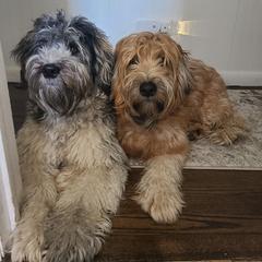 Whoodles from R&R Whoodles