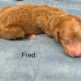 Fred - Red  male Goldendoodle puppy in Golden, Colorado from Golden Mesa Doodles