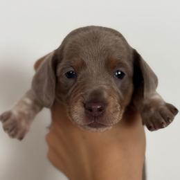 Isabella and tan piebald Girl- AKC - Fawn (isabella) and tan female Dachshund puppy in North Branch, Michigan from Monarch Miniature Dachshunds