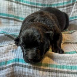 Cosima (Pink) - Gold brindle female Dutch Shepherd puppy in Slippery Rock, Pennsylvania from Pytka Performance K9