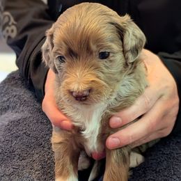 Boy 3 - male Aussiedoodle puppy in New Durham, New Hampshire from Ridgeview Aussiedoodles