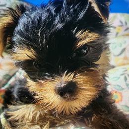 Boy 1 - Blue and gold male Yorkshire Terrier puppy in Vernon, New Jersey from Chestnut Yorkies