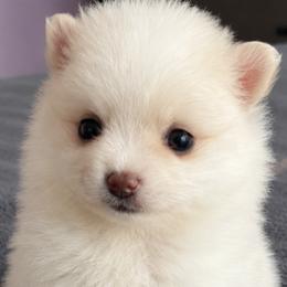 Buzz - Cream parti male Pomeranian puppy in Mc Henry, Illinois from Pomeranians