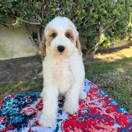 Kiki - Parti female Poodle puppy in Los Angeles, California from Exquisite Doodles