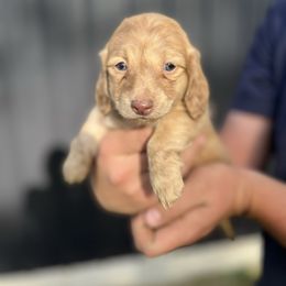 Dachshund Puppies from Double B Corsos & Dachshunds