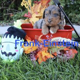 Frank-Enstien - Merle male Bernedoodle puppy in Helper, Utah from Doodle Love Utah