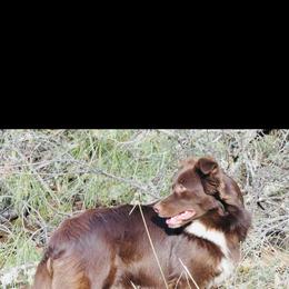 Popcorn - Red & white female Australian Shepherd puppy in Redding, California from Macushla Kennel