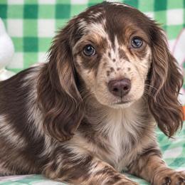 Rowan - Dachshund