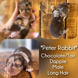 Boy 1 - Peter Rabbit - Dapple male Dachshund puppy in London, Kentucky from Steele Half Acre Homestead