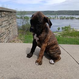Justine - Brindle female Boxer puppy in Cannon Falls, Minnesota from Pattys Boxers and Bulldogs