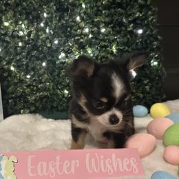 James - Black and tan male Chihuahua puppy in Northboro, Iowa from So Sweet Chihuahuas
