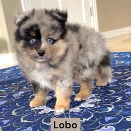 Lobo - Merle male Pomsky puppy in Long Grove, Illinois from Windy City Pomsky